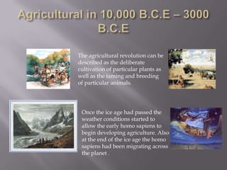 Agricultural in 10,000 B.C.E – 3000 B.C.E The agricultural revolution can be described as the deliberate cultivation of particular plants as well as the taming and breeding of particular animals. Once the ice age had passed the weather conditions started to allow the early homo sapiens to begin developing agriculture. Also at the end of the ice age the homo sapiens had been migrating across the planet . 