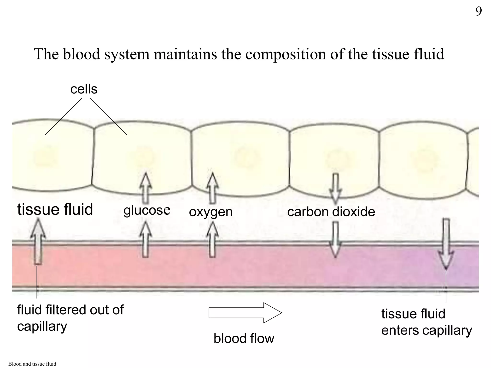 The blood system maintains the composition of the tissue fluid
cells
carbon dioxide
glucose oxygen carbon dioxide
tissue fluid
fluid filtered out of
capillary
tissue fluid
enters capillary
blood flow
Blood and tissue fluid
9
 
