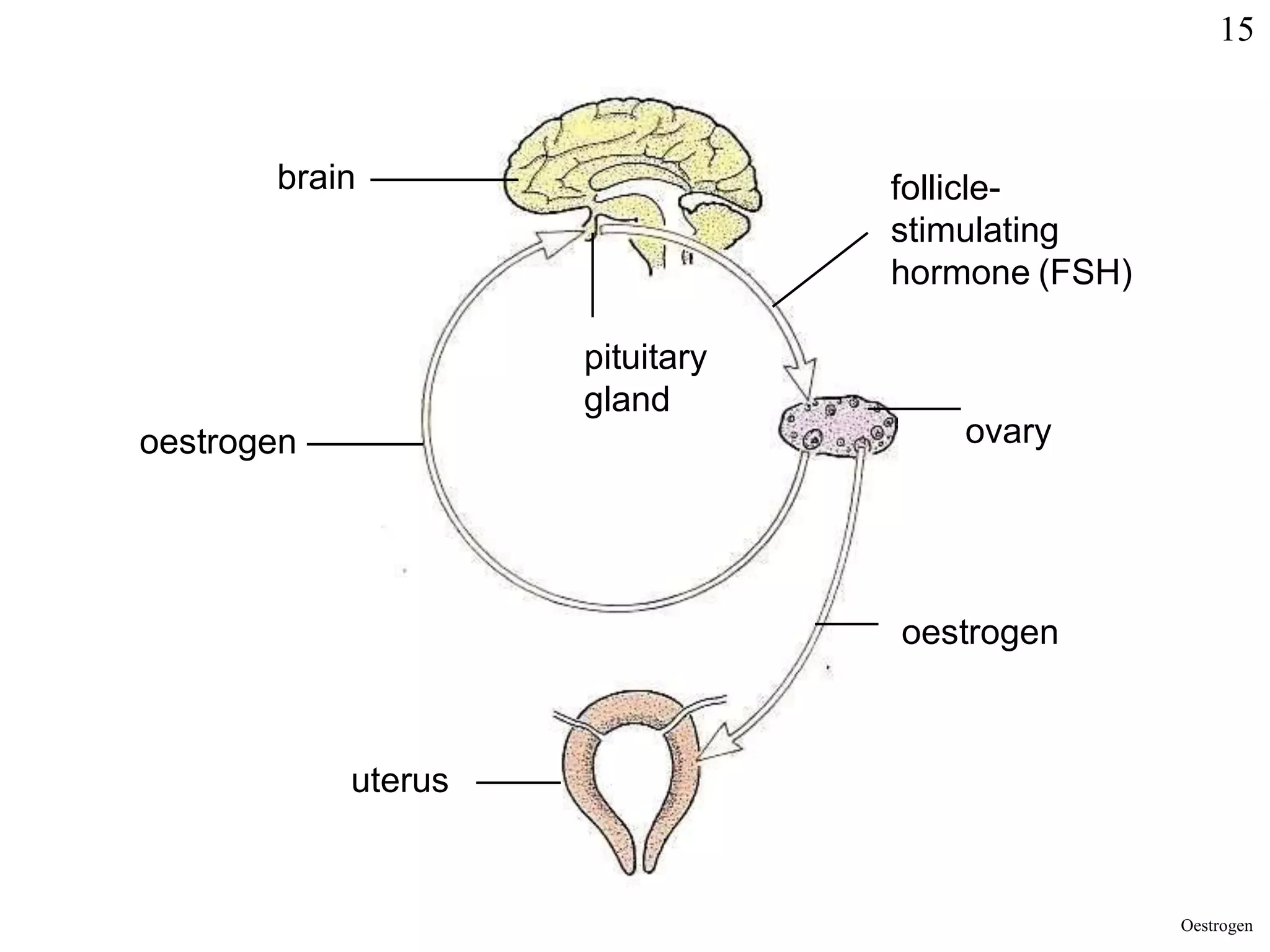 brain
pituitary
gland
follicle-
stimulating
hormone (FSH)
ovary
oestrogen
oestrogen
uterus
Oestrogen
15
 