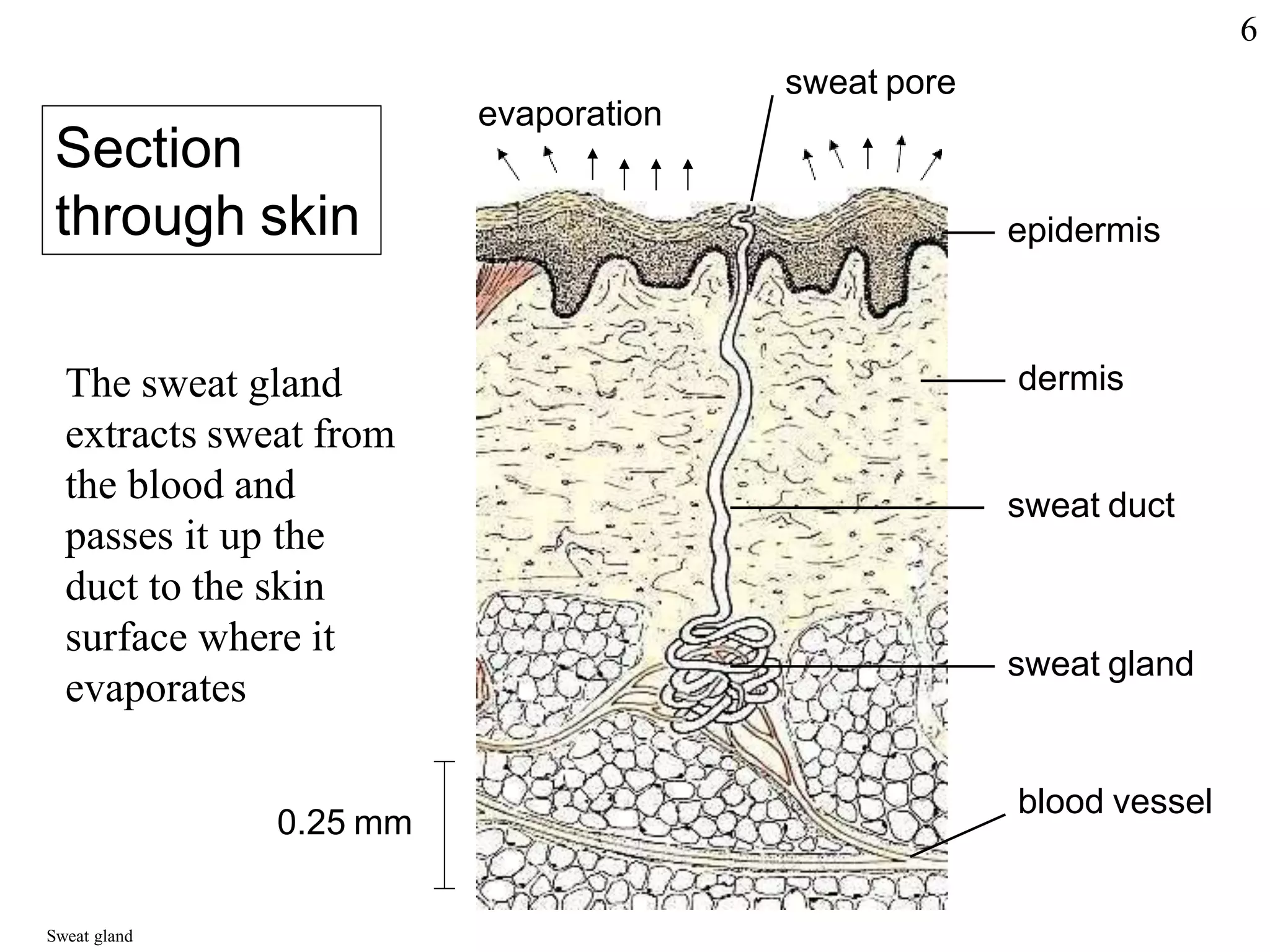 sweat pore
evaporation
epidermis
dermis
sweat duct
sweat gland
blood vessel
Section
through skin
The sweat gland
extracts sweat from
the blood and
passes it up the
duct to the skin
surface where it
evaporates
0.25 mm
Sweat gland
6
 