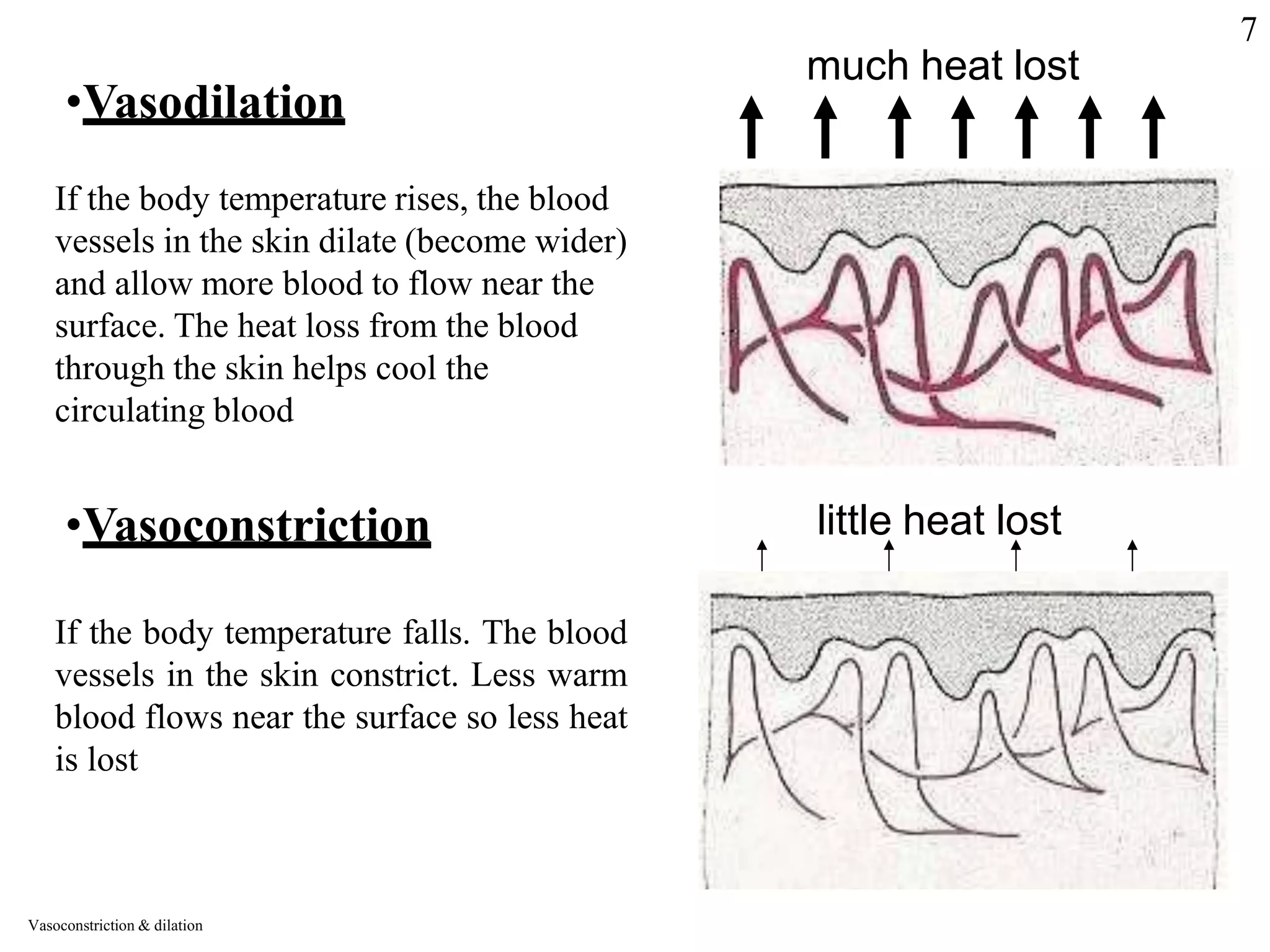 much heat lost
•Vasodilation
If the body temperature rises, the blood
vessels in the skin dilate (become wider)
and allow more blood to flow near the
surface. The heat loss from the blood
through the skin helps cool the
circulating blood
•Vasoconstriction little heat lost
If the body temperature falls. The blood
vessels in the skin constrict. Less warm
blood flows near the surface so less heat
is lost
Vasoconstriction & dilation
7
 
