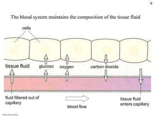 The blood system maintains the composition of the tissue fluid
cells
carbon dioxide
glucose oxygen carbon dioxide
tissue fluid
fluid filtered out of
capillary
tissue fluid
enters capillary
blood flow
Blood and tissue fluid
9
 