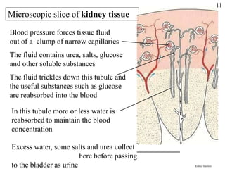 Microscopic slice of kidney tissue
Blood pressure forces tissue fluid
out of a clump of narrow capillaries
The fluid contains urea, salts, glucose
and other soluble substances
The fluid trickles down this tubule and
the useful substances such as glucose
are reabsorbed into the blood
In this tubule more or less water is
reabsorbed to maintain the blood
concentration
Excess water, some salts and urea collect
here before passing
to the bladder as urine Kidney function
11
 