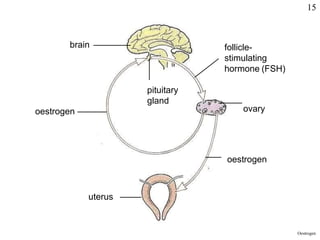 brain
pituitary
gland
follicle-
stimulating
hormone (FSH)
ovary
oestrogen
oestrogen
uterus
Oestrogen
15
 