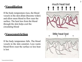 much heat lost
•Vasodilation
If the body temperature rises, the blood
vessels in the skin dilate (become wider)
and allow more blood to flow near the
surface. The heat loss from the blood
through the skin helps cool the
circulating blood
•Vasoconstriction little heat lost
If the body temperature falls. The blood
vessels in the skin constrict. Less warm
blood flows near the surface so less heat
is lost
Vasoconstriction & dilation
7
 