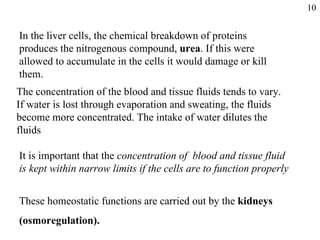 In the liver cells, the chemical breakdown of proteins produces the nitrogenous compound,  urea . If this were allowed to accumulate in the cells it would damage or kill them. The concentration of the blood and tissue fluids tends to vary. If water is lost through evaporation and sweating, the fluids become more concentrated. The intake of water dilutes the fluids It is important that the  concentration of  blood and tissue fluid is kept within narrow limits if the cells are to function properly These homeostatic functions are carried out by the  kidneys (osmoregulation). 10 