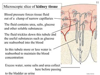 Kidney function Blood pressure forces tissue fluid out of a  clump of narrow capillaries The fluid trickles down this tubule and the useful substances such as glucose are reabsorbed into the blood The fluid contains urea, salts, glucose and other soluble substances Microscopic slice of  kidney tissue In this tubule more or less water is reabsorbed to maintain the blood concentration  Excess water, some salts and urea collect  here before passing to the bladder as urine 11 