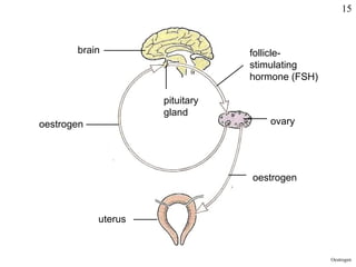 Oestrogen brain pituitary gland follicle-stimulating hormone (FSH) ovary oestrogen oestrogen uterus 15 