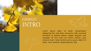PowerPointHub-Ginkgo Color Design-DyE6tX.pptx