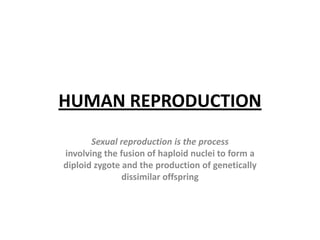HUMAN REPRODUCTION Sexual reproduction is the process involving the fusion of haploid nuclei to form a diploid zygote and the production of genetically dissimilar offspring 