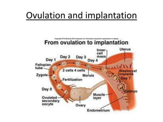 Ovulation and implantation