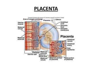 PLACENTA