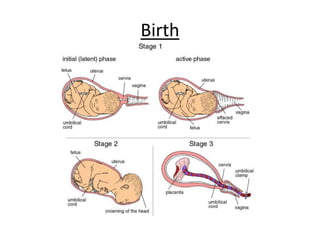 Birth