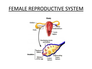 FEMALE REPRODUCTIVE SYSTEM