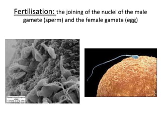 Fertilisation: thejoining of thenuclei of themalegamete (sperm) and thefemalegamete (egg)