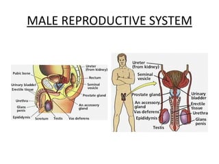 MALE REPRODUCTIVE SYSTEM
 