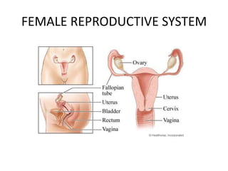 FEMALE REPRODUCTIVE SYSTEM
 