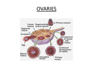 OVARIES
 