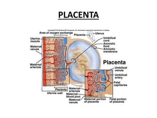 PLACENTA
 