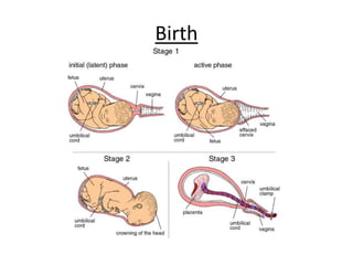 Birth
 