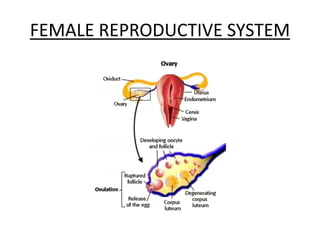 FEMALE REPRODUCTIVE SYSTEM
 