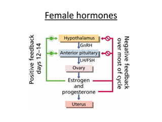 Female hormones
 
