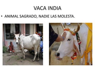 VACA INDIA
• ANIMAL SAGRADO, NADIE LAS MOLESTA.
 