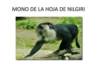 MONO DE LA HOJA DE NILGIRI
 