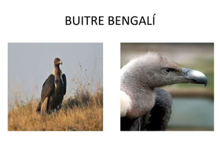 BUITRE BENGALÍ
 