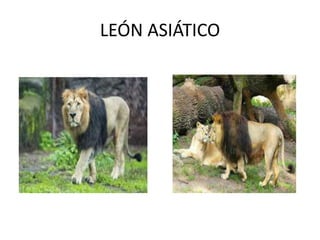 LEÓN ASIÁTICO
 