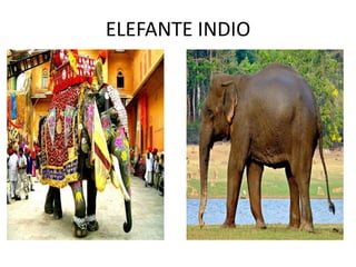 ELEFANTE INDIO
 