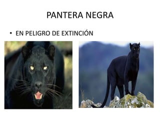 PANTERA NEGRA
• EN PELIGRO DE EXTINCIÓN
 
