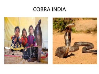 COBRA INDIA
 