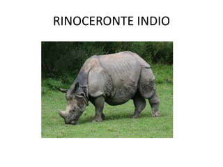 RINOCERONTE INDIO
 
