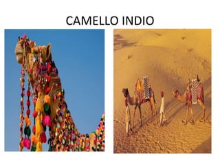 CAMELLO INDIO
 