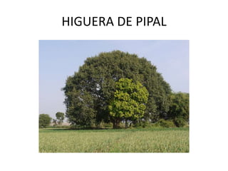 HIGUERA DE PIPAL
 