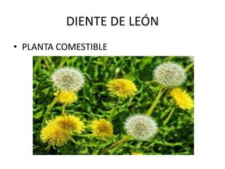 DIENTE DE LEÓN
• PLANTA COMESTIBLE
 
