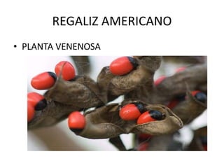 REGALIZ AMERICANO
• PLANTA VENENOSA
 