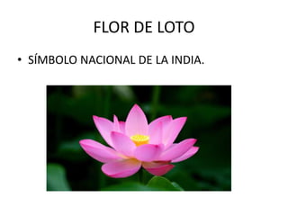 FLOR DE LOTO
• SÍMBOLO NACIONAL DE LA INDIA.
 