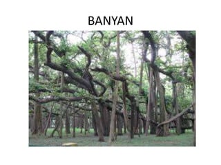 BANYAN
 