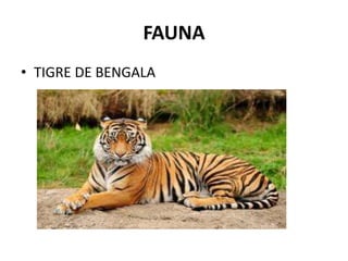FAUNA
• TIGRE DE BENGALA
 