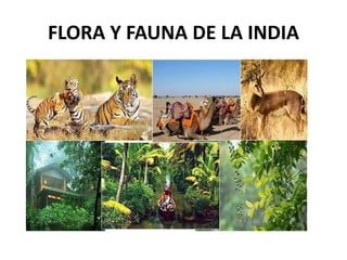 FLORA Y FAUNA DE LA INDIA
 