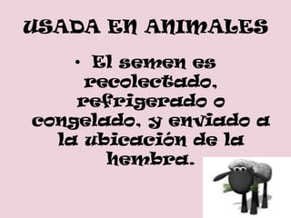 USADA EN ANIMALES
    • El semen es
     recolectado,
    refrigerado o
congelado, y enviado a
  la ubicación de la
       hembra.
 