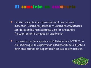 El camaleón en cautiverio
➲ Existen especies de camaleón en el mercado de
mascotas. Chamaleo jacksonii y Chamaleo calyptratus
son de lejos los más comunes y se los encuentra
frecuentemente criados en cautiverio.
➲ La mayoría de las especies está listada en el CITES, lo
cual indica que su exportación está prohibida o sujeta a
estrictas cuotas de exportación en sus países nativos.
 