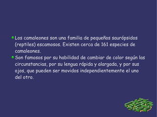 Los camaleones son una familia de pequeños saurópsidos
(reptiles) escamosos. Existen cerca de 161 especies de
camaleones.
Son famosos por su habilidad de cambiar de color según las
circunstancias, por su lengua rápida y alargada, y por sus
ojos, que pueden ser movidos independientemente el uno
del otro.
 
