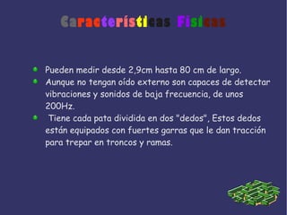 Características Físicas
Pueden medir desde 2,9cm hasta 80 cm de largo.
Aunque no tengan oído externo son capaces de detectar
vibraciones y sonidos de baja frecuencia, de unos
200Hz.
Tiene cada pata dividida en dos "dedos", Estos dedos
están equipados con fuertes garras que le dan tracción
para trepar en troncos y ramas.
 