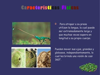 Características Físicas
➲ Para atrapar a su presa
utilizan la lengua, la cual puede
ser extremadamente larga y
que muchas veces supera en
longitud a su propio cuerpo.
Pueden mover sus ojos, grandes y
globosos, independientemente, lo
cual les brinda una visión de casi
360°.
 