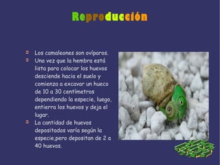 Reproducción
➲ Los camaleones son ovíparos.
➲ Una vez que la hembra está
lista para colocar los huevos
desciende hacia el suelo y
comienza a excavar un hueco
de 10 a 30 centímetros
dependiendo la especie, luego,
entierra los huevos y deja el
lugar.
➲ La cantidad de huevos
depositados varía según la
especie,pero depositan de 2 a
40 huevos.
 