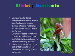 Hábitat y Distribución
➲ La mayor parte de los
camaleones habitan en África
y en Madagascar, aunque
algunas especies también se
encuentran en partes del sur
de Europa.
➲ Diferentes especies habitan
diferentes ambientes, como
montañas, junglas, sabanas y a
veces desiertos y estepas.
➲ viven, en su mayor parte, en
ambientes forestales, pero
también se hallan algunos en
matorrales.
 