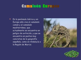 Camaleón Europeo
➲ En la península ibérica y en
Europa sólo vive el camaleón
común y el camaleón
mediterráneo, que
actualmente se encuentra en
peligro de extinción, y que se
encuentra en puntos muy
concretos de la geografía
española, como en Andalucía o
la Región de Murcia
 